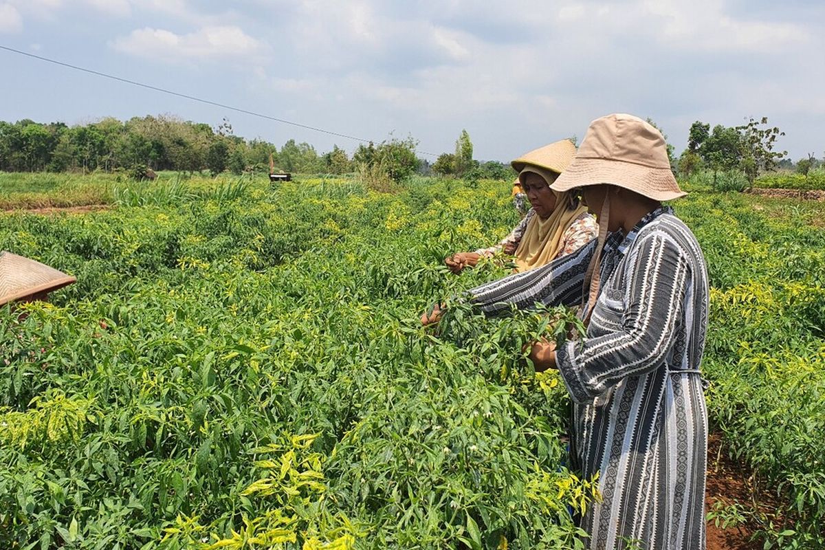 Gambar Kegiatan: Panen Raya Cabai Merah Kriting